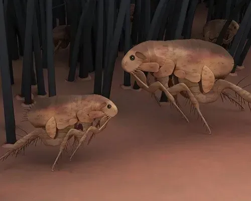 Cat Flea