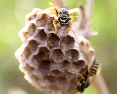 Wasp Constructing a Nest