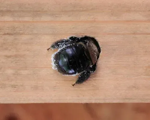 Carpenter Bee Damage